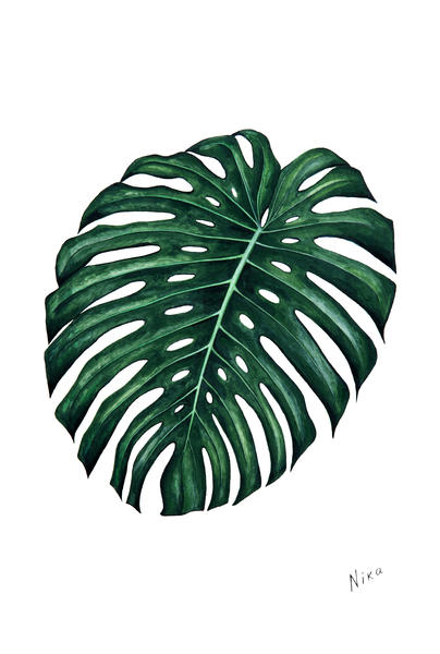 Monstera by Nika_Akin