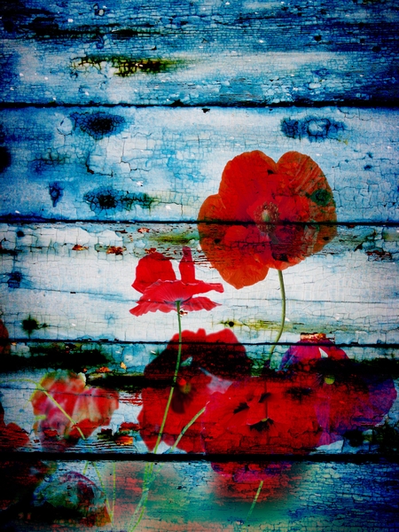 Poppies on blue I. by Irena Orlov