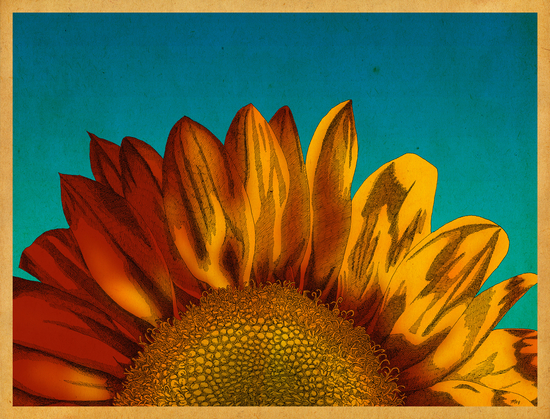 A Sunflower by MegShearer