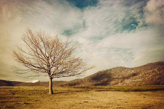 Tree by Salvatore Russolillo