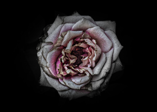 Backyard Flowers No 110 Color Version by The Learning Curve Photography