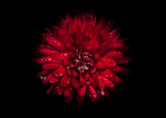 Backyard Flowers No 45 Color Version by The Learning Curve Photography