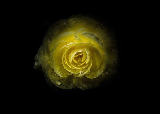 Backyard Flowers No 64 Color Version by The Learning Curve Photography