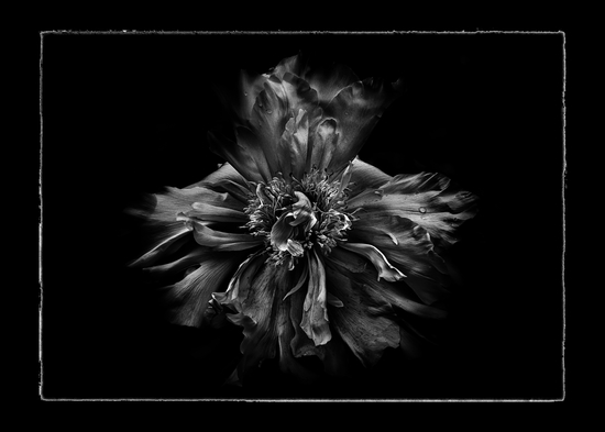 Backyard Flowers In Black And White No 49 with Border by The Learning Curve Photography
