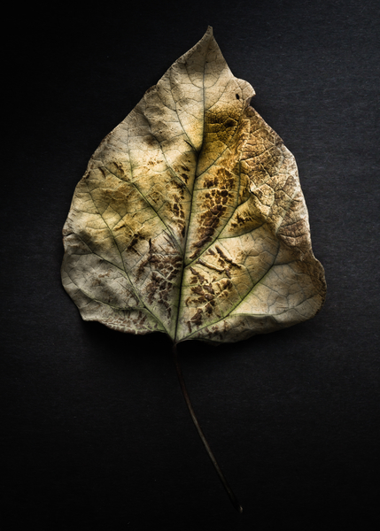 Leaves No 1 Color Version by The Learning Curve Photography