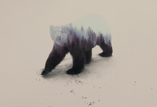 Polar Bear by Andreas Lie