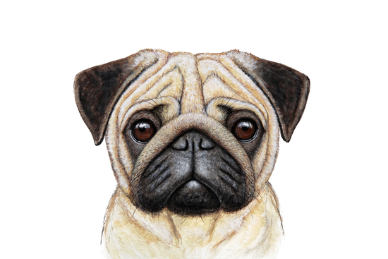 Pug by Nika_Akin