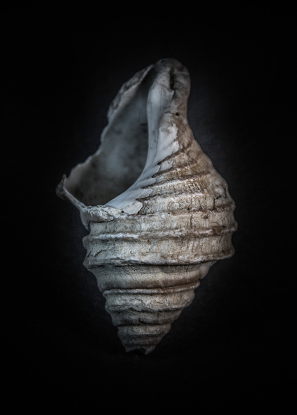 Shells No 6 Color Version by The Learning Curve Photography