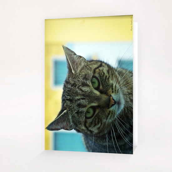 Regard de chat Greeting Card & Postcard by Stefan D