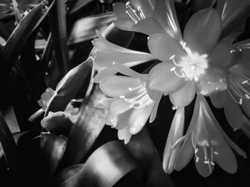 Closeup blooming Clivia flowers in black and white Mural by Timmy333