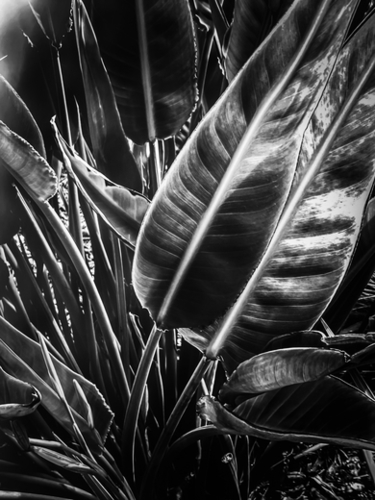tropical leaves texture background in black and white Mural by Timmy333