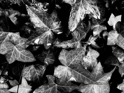 closeup ivy leaves garden texture background in black and white Mural by Timmy333