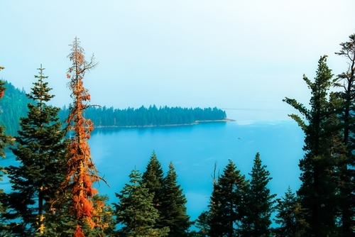 lake and pine tree at Emerald Bay state park, Lake Tahoe, California, USA Mural by Timmy333