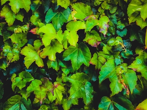 green ivy leaves texture background Mural by Timmy333