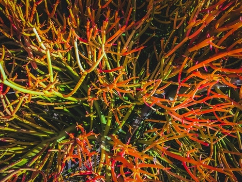 closeup green and orange spiky plant texture abstract background Mural by Timmy333