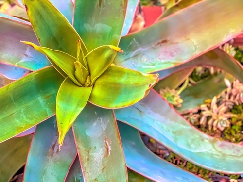 closeup green succulent leaves texture background Mural by Timmy333