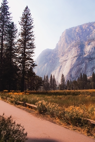 pine tree and mountain at Yosemite national park California USA Mural by Timmy333