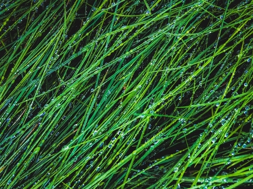 green grass texture background with water drop Mural by Timmy333