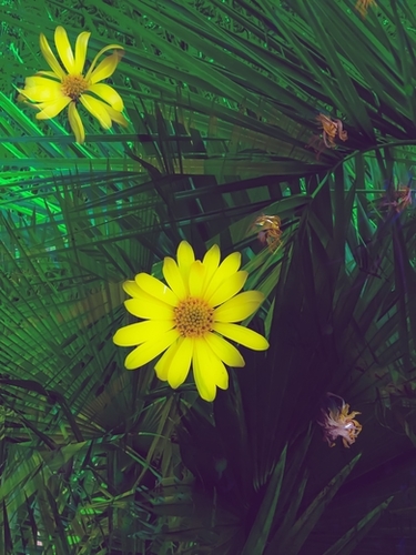 Blooming yellow flowers with green palm leaves background Mural by Timmy333