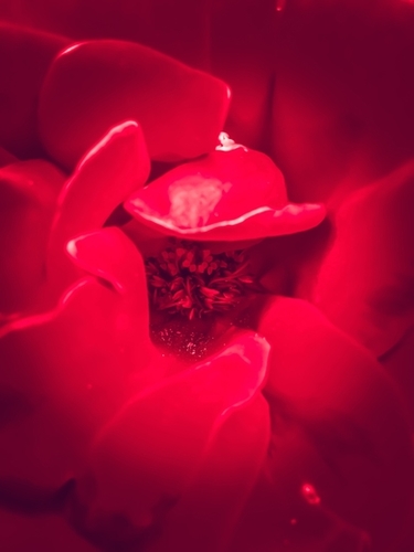 fresh red rose background Mural by Timmy333