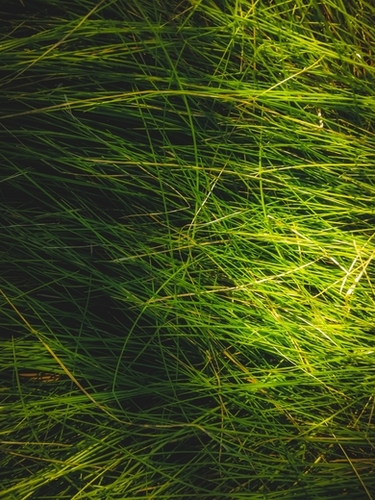 closeup green grass field texture abstract background Mural by Timmy333