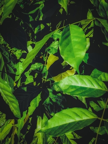 green leaves texture background Mural by Timmy333