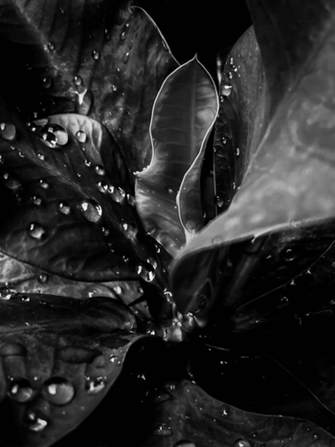 Closeup leaves texture with water drops in black and white Mural by Timmy333