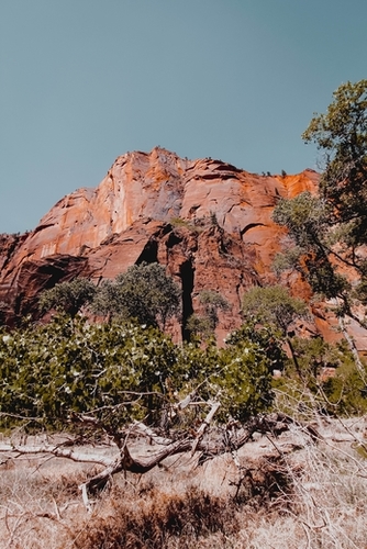 Mountain in the forest at Zion national park Utah USA Mural by Timmy333