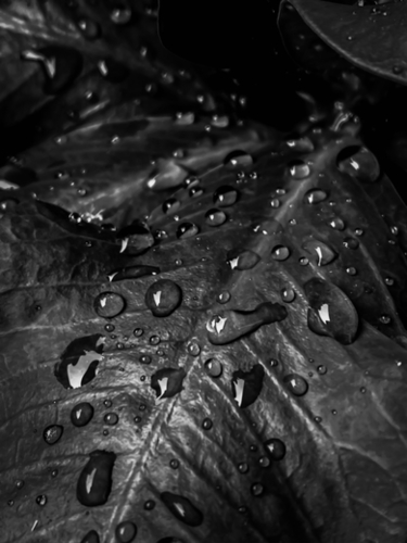 Closeup leaves with drop of water in black and white Mural by Timmy333