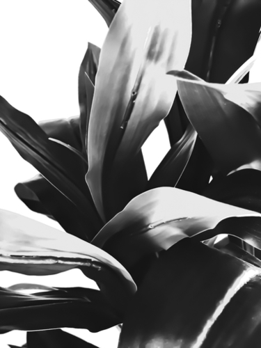 leaves texture abstract background in black and white Mural by Timmy333