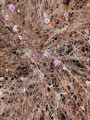 blooming pink and white flowers with brown dry grass field Mural by Timmy333