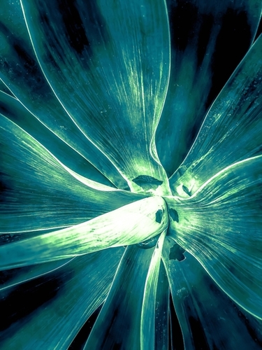 green succulent leaves texture abstract Mural by Timmy333
