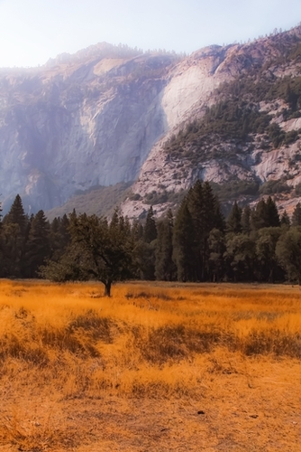 pine tree and mountain at Yosemite national park California USA Mural by Timmy333