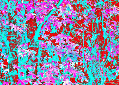 pink maple tree leaf with blue and red abstract background Mural by Timmy333