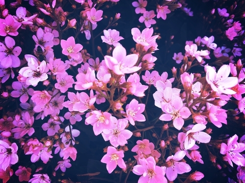 blooming pink flowers garden texture background Mural by Timmy333