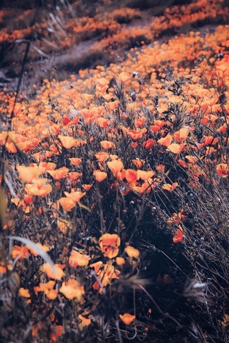 blooming yellow poppy flower field in California, USA Mural by Timmy333