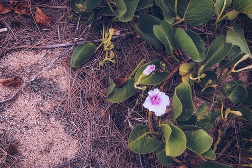 blooming pink flower with green leaves on the ground Mural by Timmy333