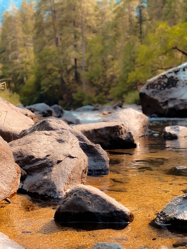 river in the forest and pine tree at Yosemite national park USA Mural by Timmy333
