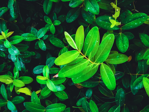 closeup fresh green leaves texture background Mural by Timmy333
