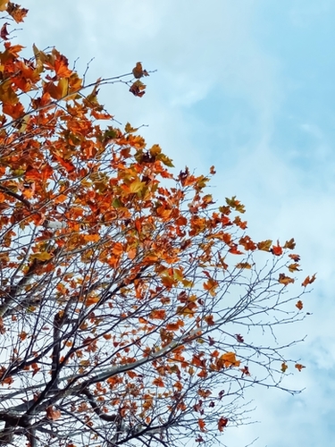Tree branch with orange autumn leaves and blue cloudy sky Mural by Timmy333