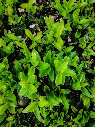 closeup green leaves garden texture abstract background Mural by Timmy333