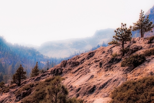 pine tree on the mountain at Lake Tahoe California USA Mural by Timmy333