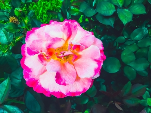 Closeup blooming pink rose with green leaves background Mural by Timmy333