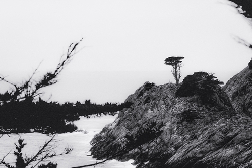 isolated tree with ocean view at Big Sur, California, USA in black and white Mural by Timmy333