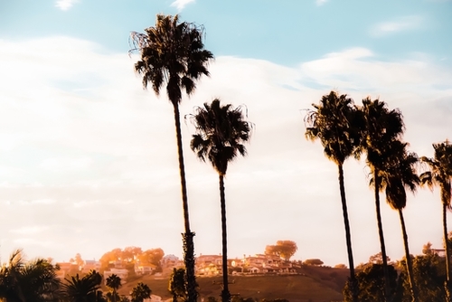 Palm tree with blue cloudy sunset sky at Shoreline Santa Barbara California USA  Mural by Timmy333