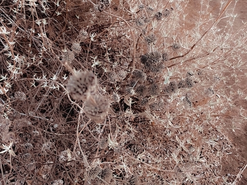 blooming dry flowers with brown dry grass field background Mural by Timmy333