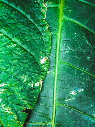 closeup green leaves texture background Mural by Timmy333