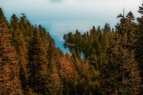pine tree and lake at Emerald Bay Lake Tahoe California USA Mural by Timmy333
