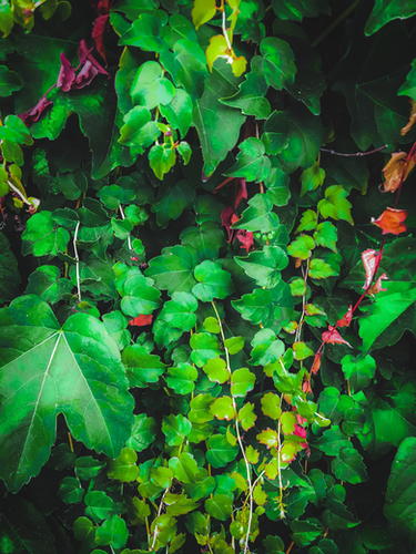 fresh green ivy leaves plant texture background Mural by Timmy333
