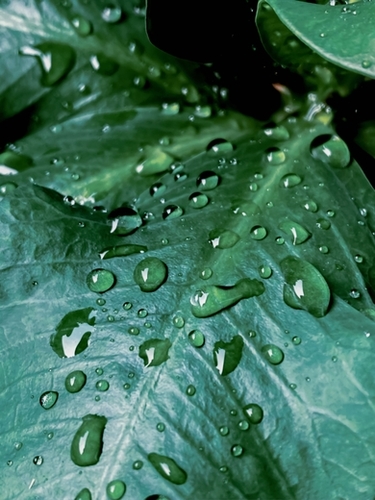 closeup green leaf texture with drop of water Mural by Timmy333